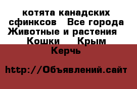 котята канадских сфинксов - Все города Животные и растения » Кошки   . Крым,Керчь